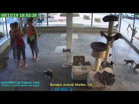 video editing software free Animal Shelter Bonaire Live Stream