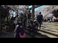 VR180 2021.3 Sakura in Ueno Park Tokyo Japan