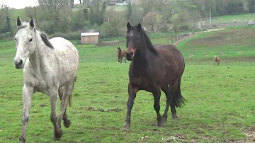 Comment on appelle le troupeau de chevaux ?