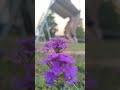 Crochet life of kingdomslife with Naiki | love crochet | crochet diaries | fun day out with Naiki