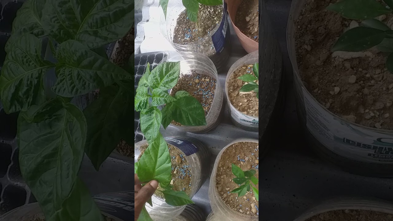 potted plant production, end of 5 weeks update YouTube