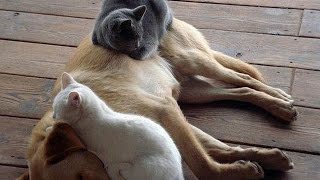 Онлайн приколы животных смотреть бесплатно Онлайн приколы животных смотреть бесплатно