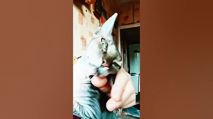 Watch the video about Dushenka287😻 #foryou #dubai #uae #mydubai #love #cat #sphynx #kitten #cute #youtube #short #pets #my