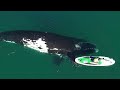 Whale gently pushes paddleboarder with fin