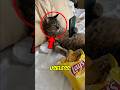 Top 3 Animals With USELESS Abilities
