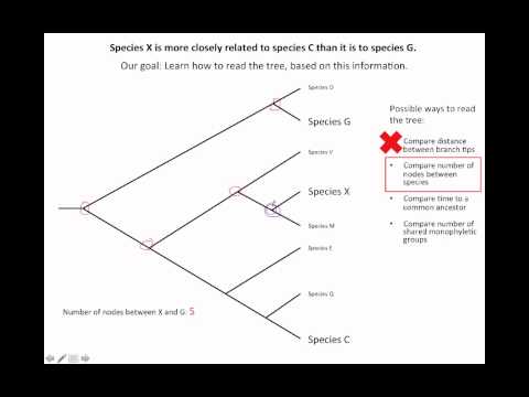 How to read an evolutionary tree