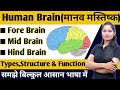 Human  brain   nervous system in hindi