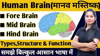 Human  Brain🧠(मानव मस्तिष्क) | Nervous system in hindi