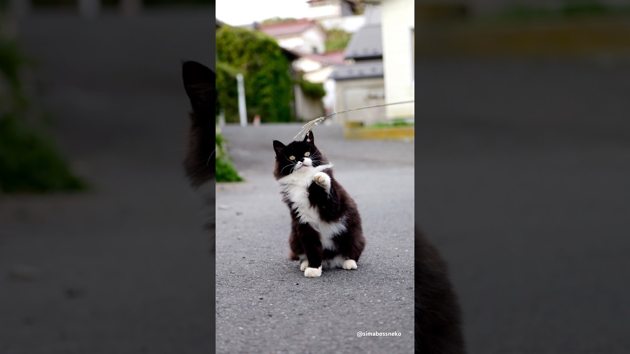 ロビン君と遊んでみた💕　Playtime with Robin✨