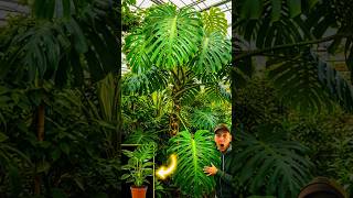 DU GLAUBST NICHT WIE GROSS DIESE MONSTERA IST! 😱 Monster XXL #viralshorts