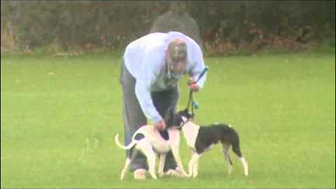 whippet training pt1