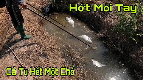 Kích Cá Nước Cạn Khô Cá Đọng Hết Một Chỗ Bắt Cá Mỏi Tay Đầy Một Nàn Cá| fish king vn