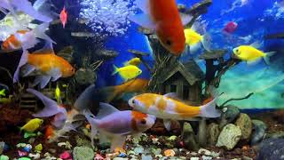 the beauty of koi fish in an aquarium and the sound of water accompanied by a soft piano screenshot 2