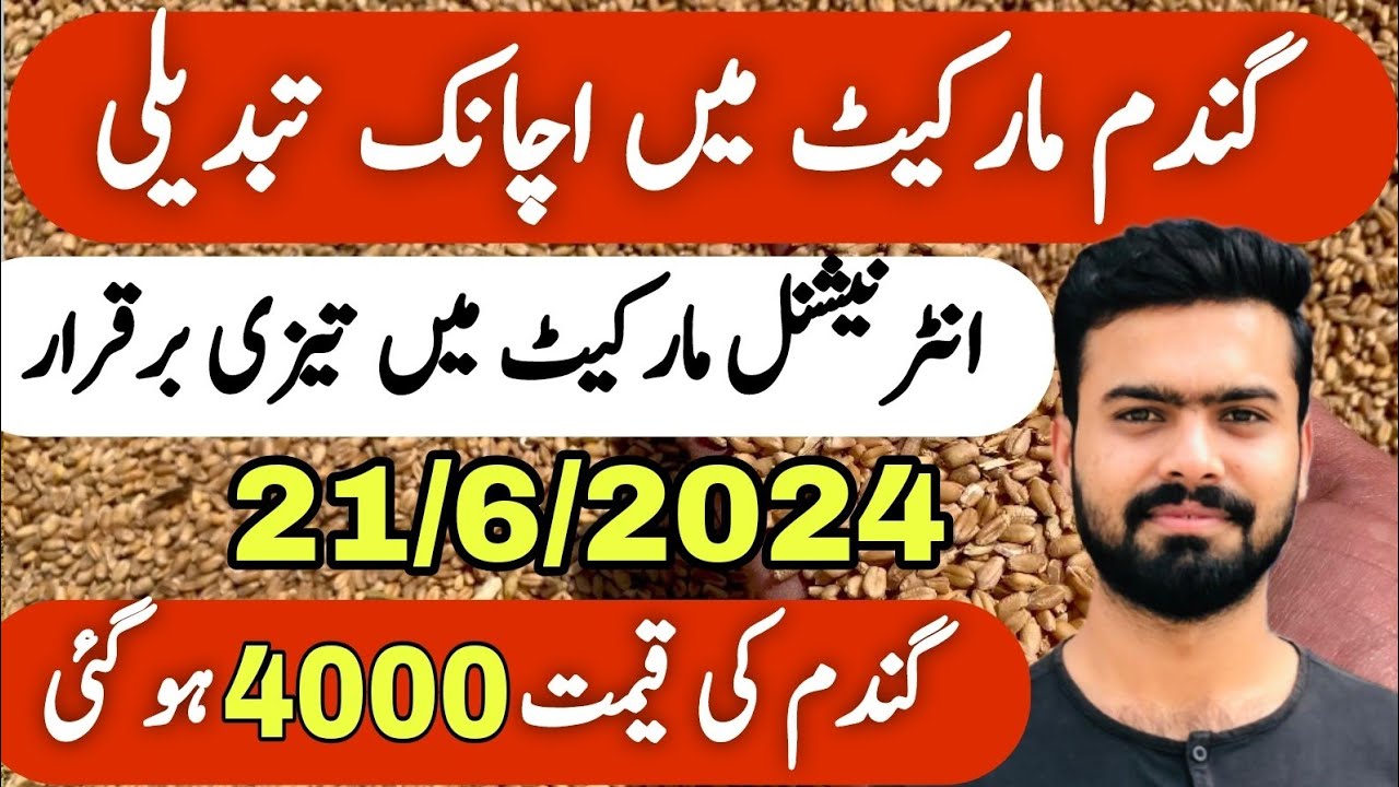 New Wheat Rate Today In Pakistan Gandam Price new-wheat-rate-today-in-pakistan-gandam-price