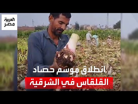 منور في الغيطان انطلاق موسم حصاد القلقاس بقرية المنير في الشرقية سعر الكيلو ٨ جنيهات