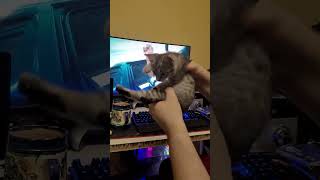 #catvideos #cat #catdance