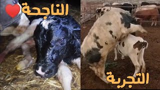 ألف مبرووووووك ️? مرحباً بالضيفة الجديدة بنت العجل البلجيكي المستورد 900kg