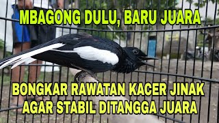 BONGKAR SETTINGAN Kacer Jinak Agar Stabil Ditangga Juara