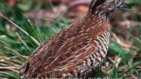 Tiếng chim cúc mồi || suab ncuab cuab ncuab