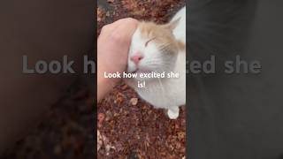 Stray Cat Gets VERY Excited To See Me! So happy! @Goldskull_Mystic