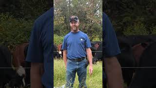 The Plain Truth About Regenerative Grazing