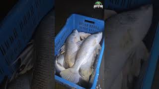 চরপট জলর মছগল ধর নয আসলম এখন হব পরষকর করর পল Adventure Bd