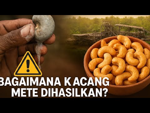 Asal Usul Jambu Monyet Yang Jarang Kita Ketahui #jambumete