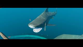 THE SHARKS WONT LEAVE ME ALONE -Stranded Deep Eps 1