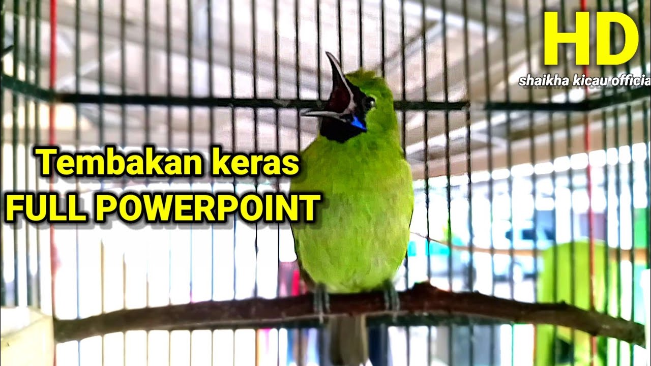 Pancingan Cucak Ijo Mini Gacor Efektif Membangkitkan Emosi Birahi Lawan