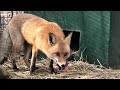 Умная Рыжушка -Попрыгушка! Узнала меня, даже слушала! Clever red fox! She recognized me and listened