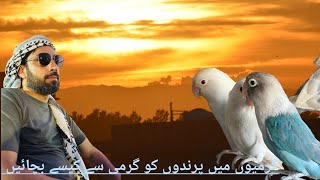 love birds sounds | lovebird setup | lovebirds singing | lovebird parrot