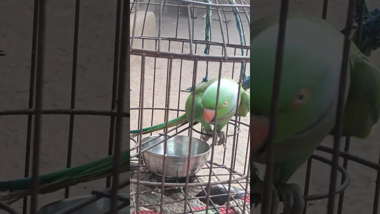 Parrots: The Funny Animals Who Never Forget