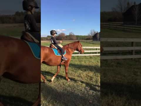 Shepherd rides Benji blind love