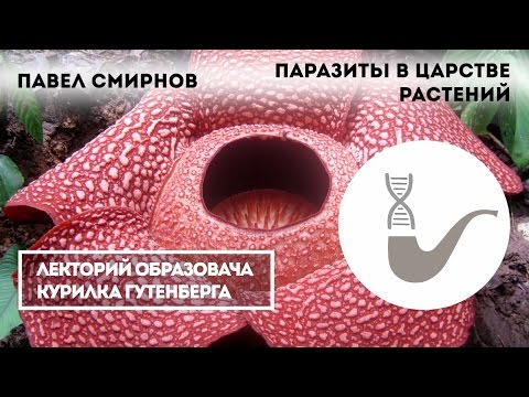 Павел Смирнов - Паразиты в царстве растений