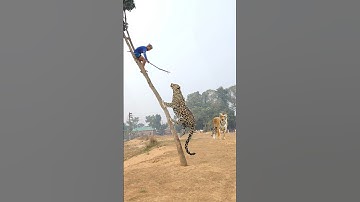 Leopard attack on tree in Forest side #vfx #foryou #video #animals #trending