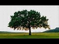 How to Cut Out a Tree in Photoshop | Difficult Selection Made FAST and EASY