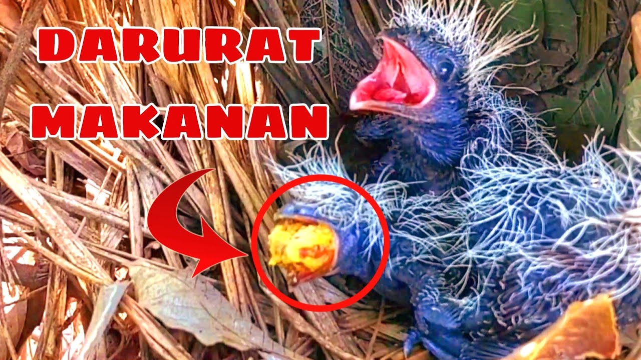 Berikut adalah artikel tentang makanan burung bubut anakan: