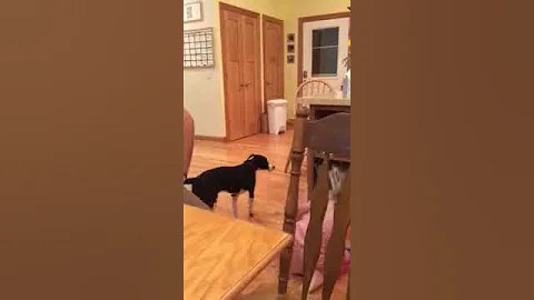 Chasing and giggling