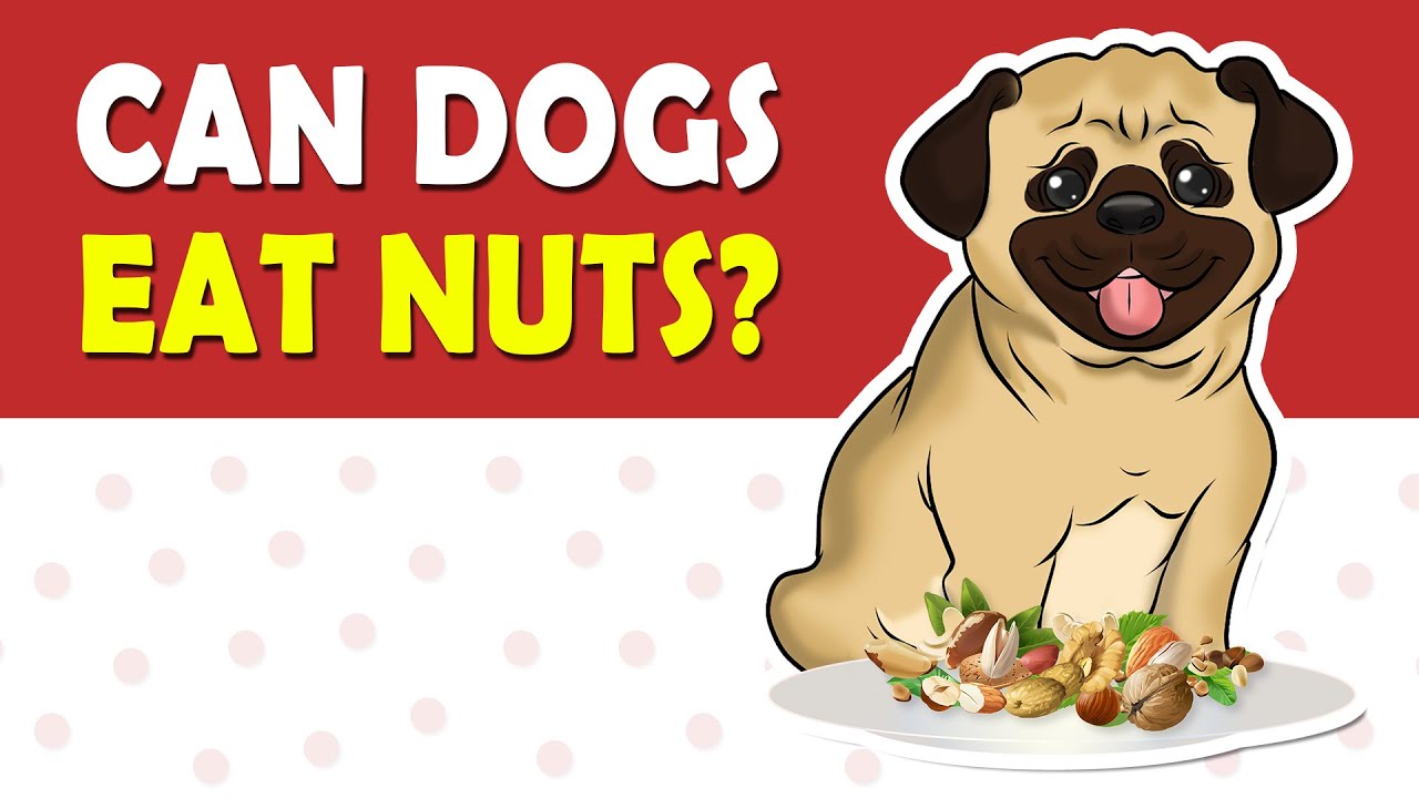 are pine nuts safe for dogs