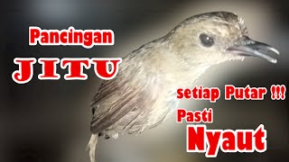 Pancingan  Jongkangan Pasti Nyaut