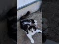 猫様突貫します!! #猫#cat#野良猫#鳴き声#寄って来る#擦り寄って#Short
