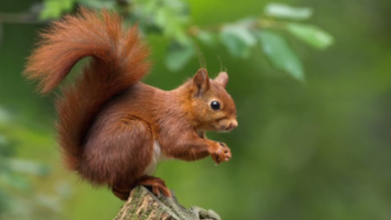 soundaryada odathi meega