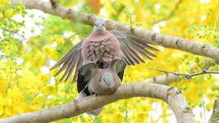 Download Lagu 紅鳩(Red Turtle Dove) MP3