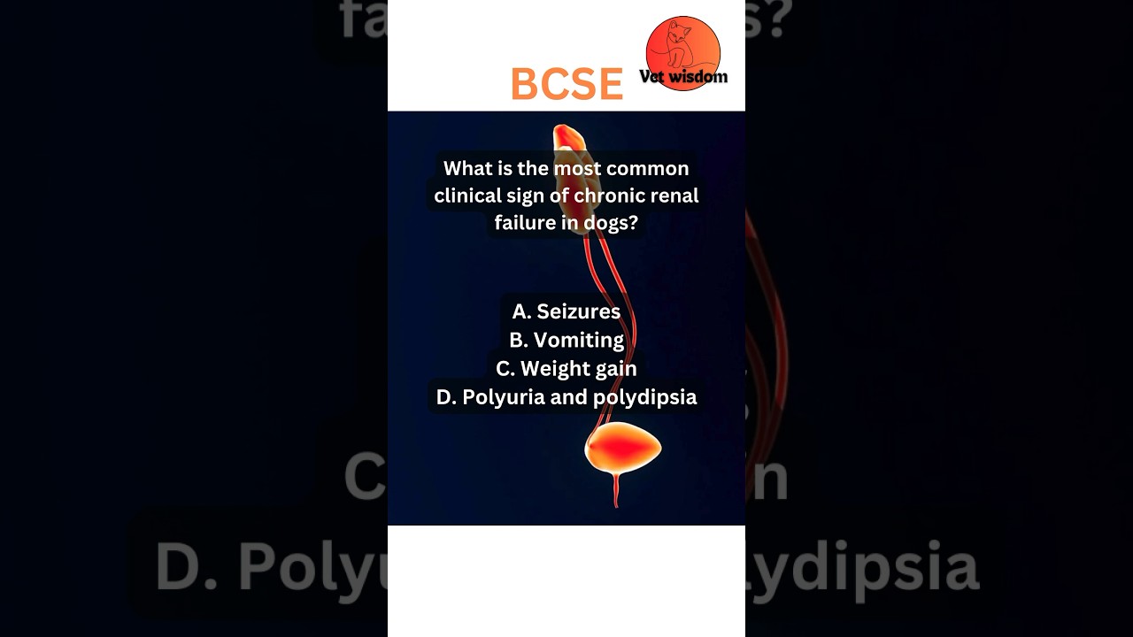 Vet wisdom BCSE quiz || 