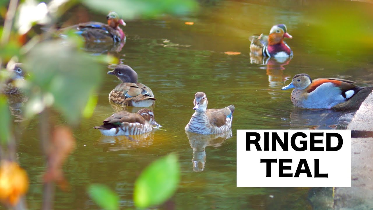 Graceful Ringed Teal Duck 🦆
