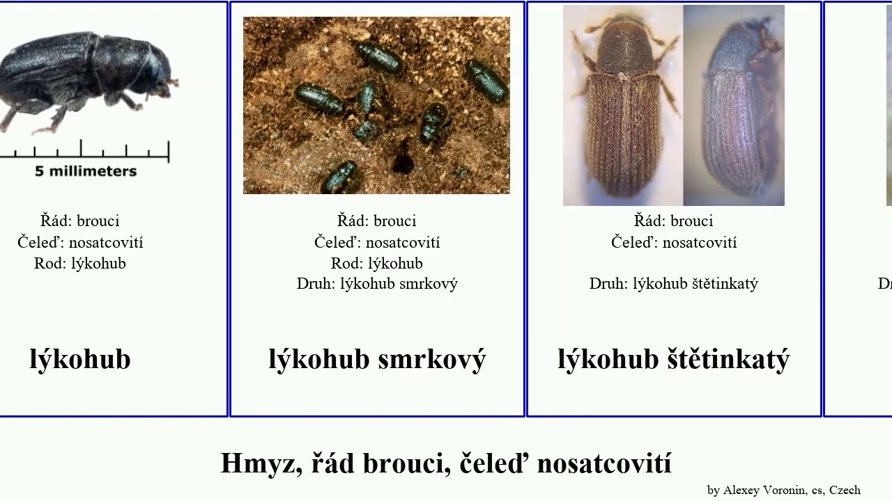 Hmyz, řád brouci, čeleď nosatcovití lýkožrout insect bělokaz lýkohub drtník listohlod květopas