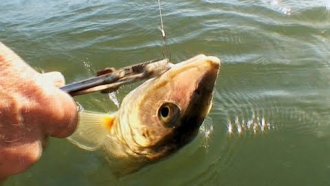 Bonefish in the Bay: Part 2: San Diego