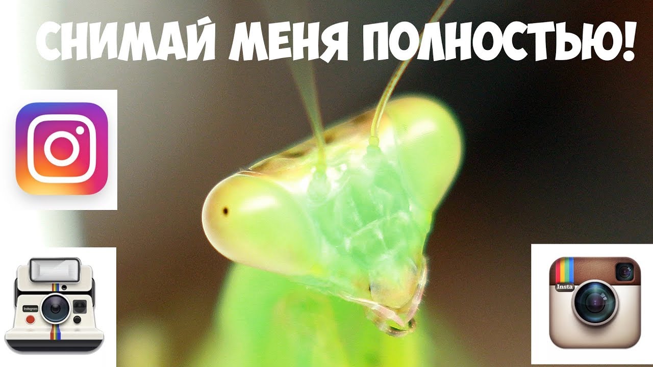 Богомол Hierodula multispina: обзор фототехники и ошибка в определении вида.