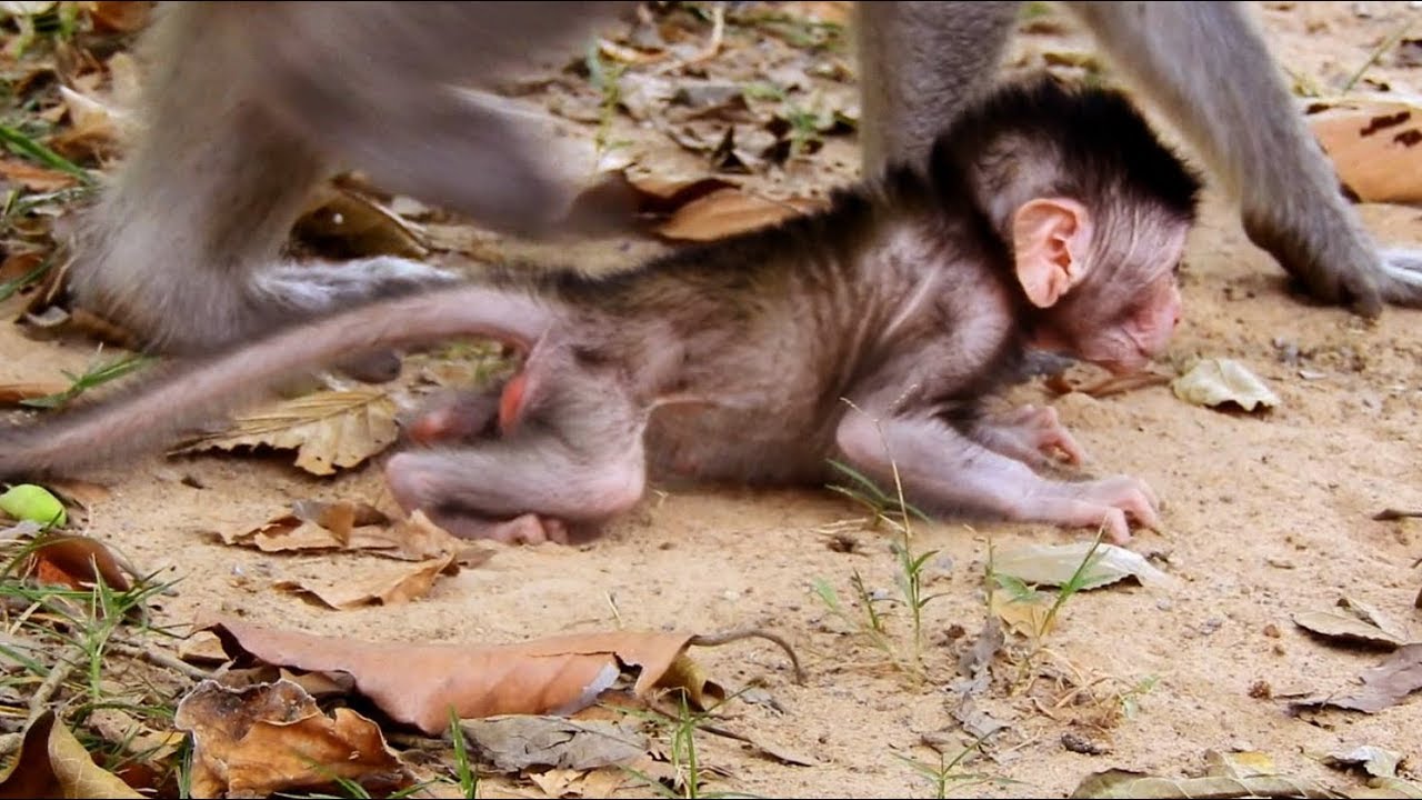 walking pez Mummy Left Newborn Baby Walking On The Ground/Pity Baby Janet Cannot Walk forward