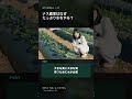 ナス農家がたっぷり水をやる理由#農学部 #家庭菜園